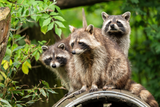 Die neuen Nachbarn: Invasive Tierarten und ihre Auswirkungen auf unsere Natur